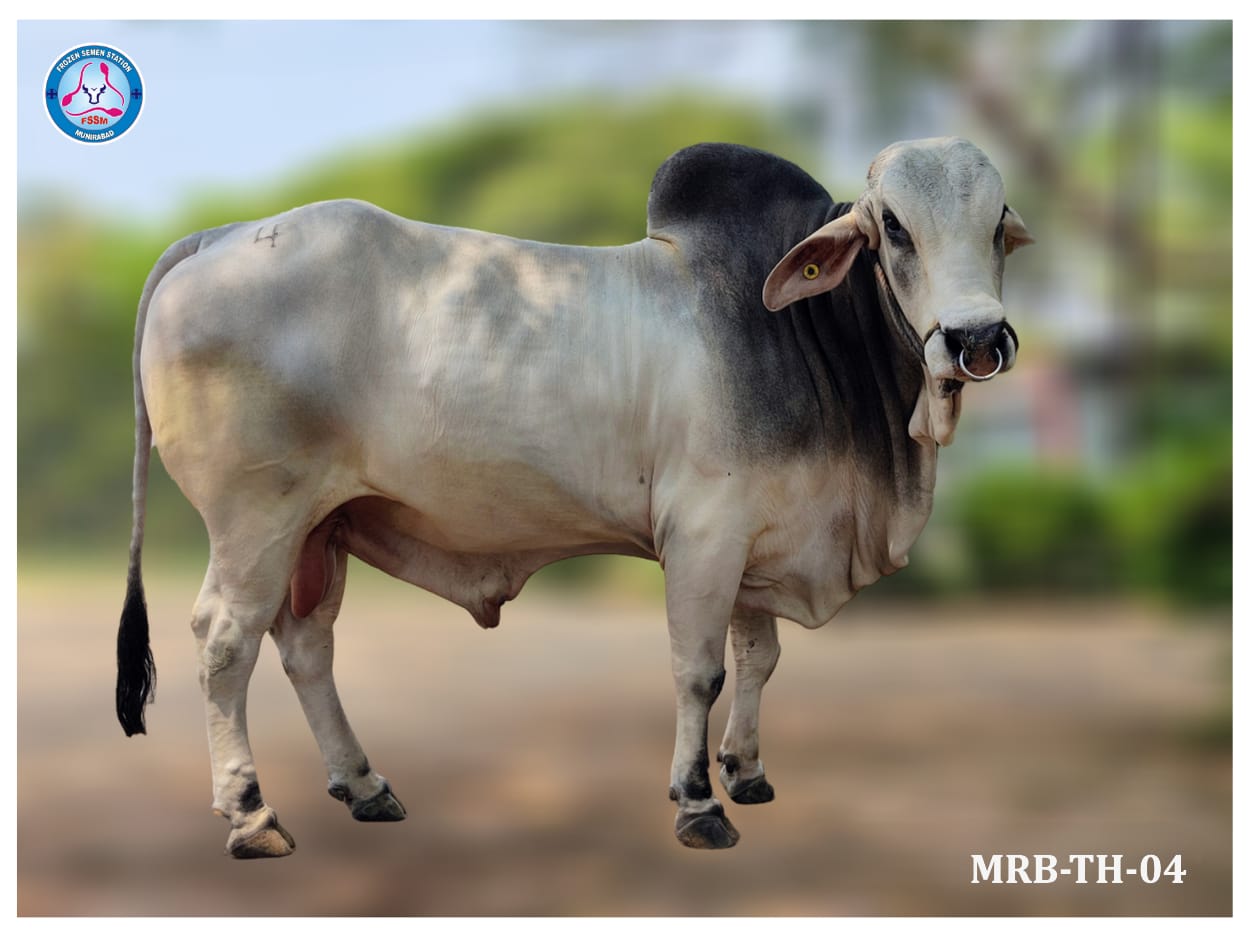 Bull shown in the first homepage image