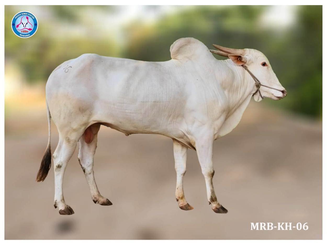 Bull shown in the second homepage image