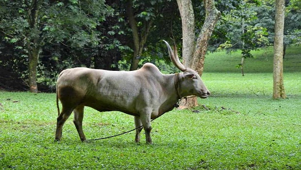 Animal Husbandry and Veterinary Services